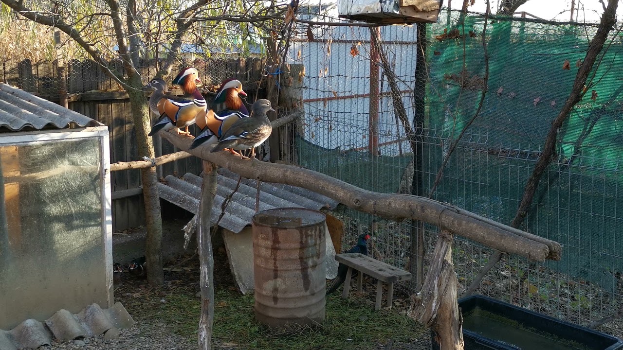 My duck aviary