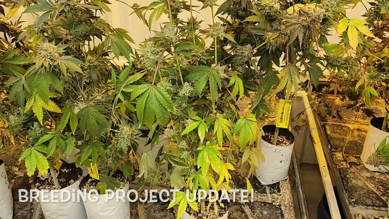 Breeding Room update, 05/03/2023 | Smokey Okies Cannabis genetics