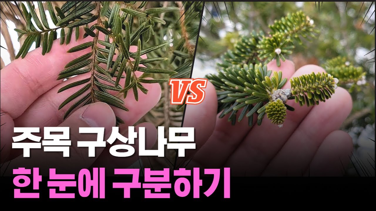 주목 vs 구상나무 확실히 구분하기!  2가지 차이점 완벽 비교