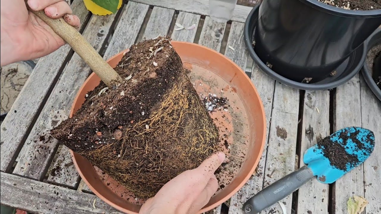 Zitronenbaum umtopfen mit Leichtigkeit. Zitruspflanzen umtopfen. Wie, wann und warum.