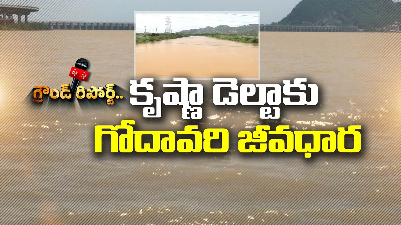 ఎల్&zwnj;నినో ఎఫెక్ట్&zwnj;తో కరువు.. పట్టిసీమ జలాలతో కృష్ణా డెల్టాకు ఊరట || Etv Ground Report