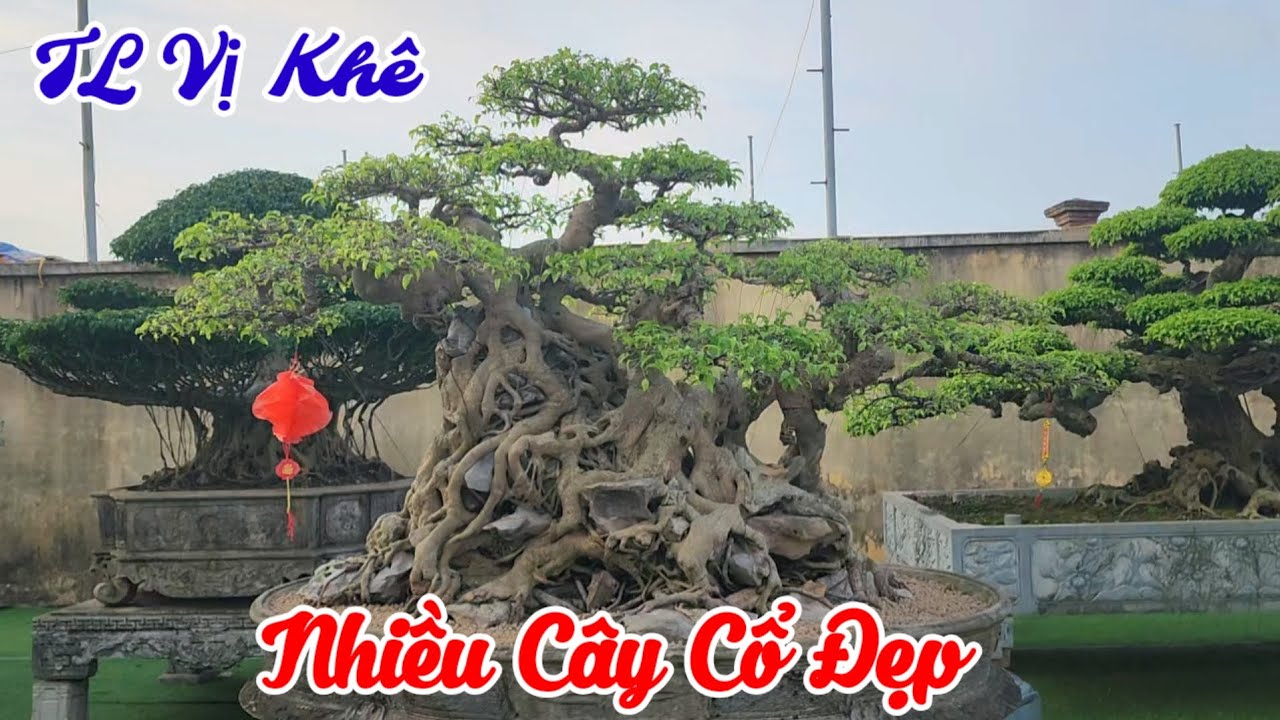 Mãn nhãn giàn cây cổ và cây tầm đại trưng bày tại TL lễ hội đình làng Vị khê 2026