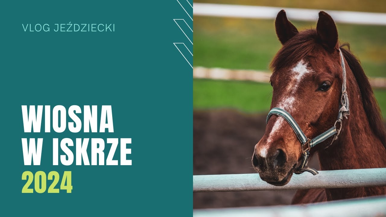 Treningi do ZOJ, nowy koń, szkolenia | WIOSNA W ISKRZE