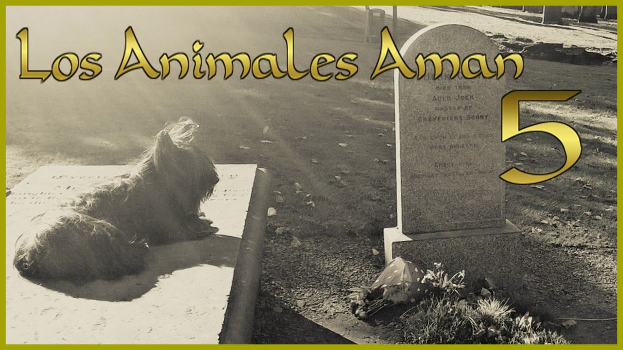 Bobby, el perro que custodio la tumba de su amo | Los Animales Aman 5