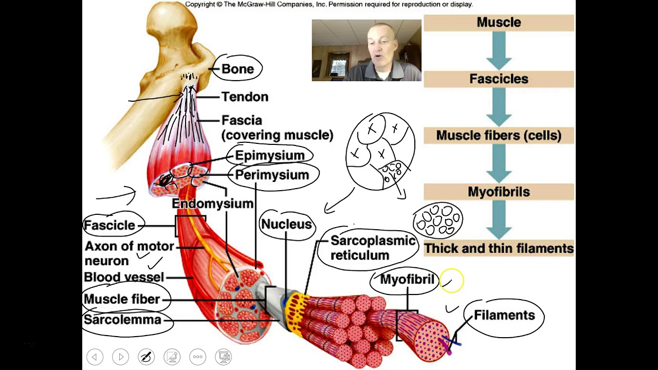 Introduction to the muscular system video 1