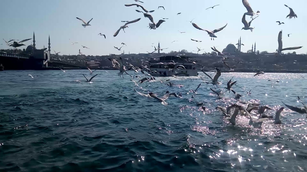 İstanbul Boğaz Güneş ve martılar ☀️ 🐦