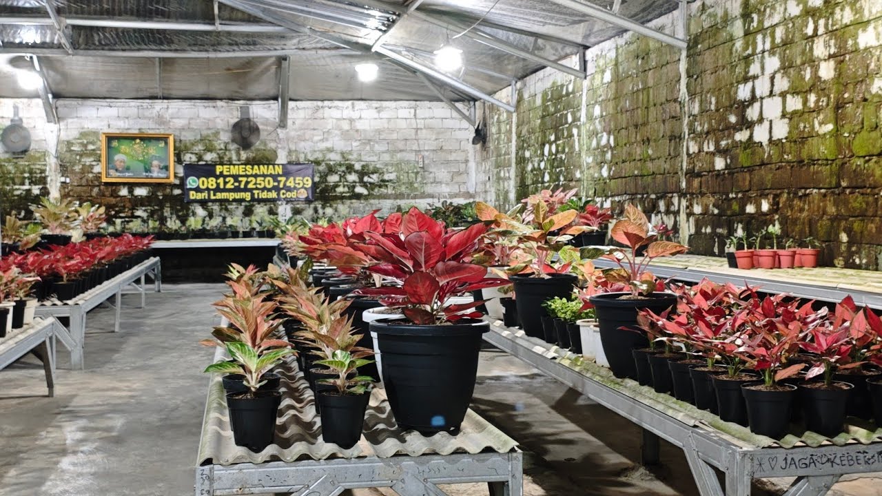 Tanaman Hias aglonema
