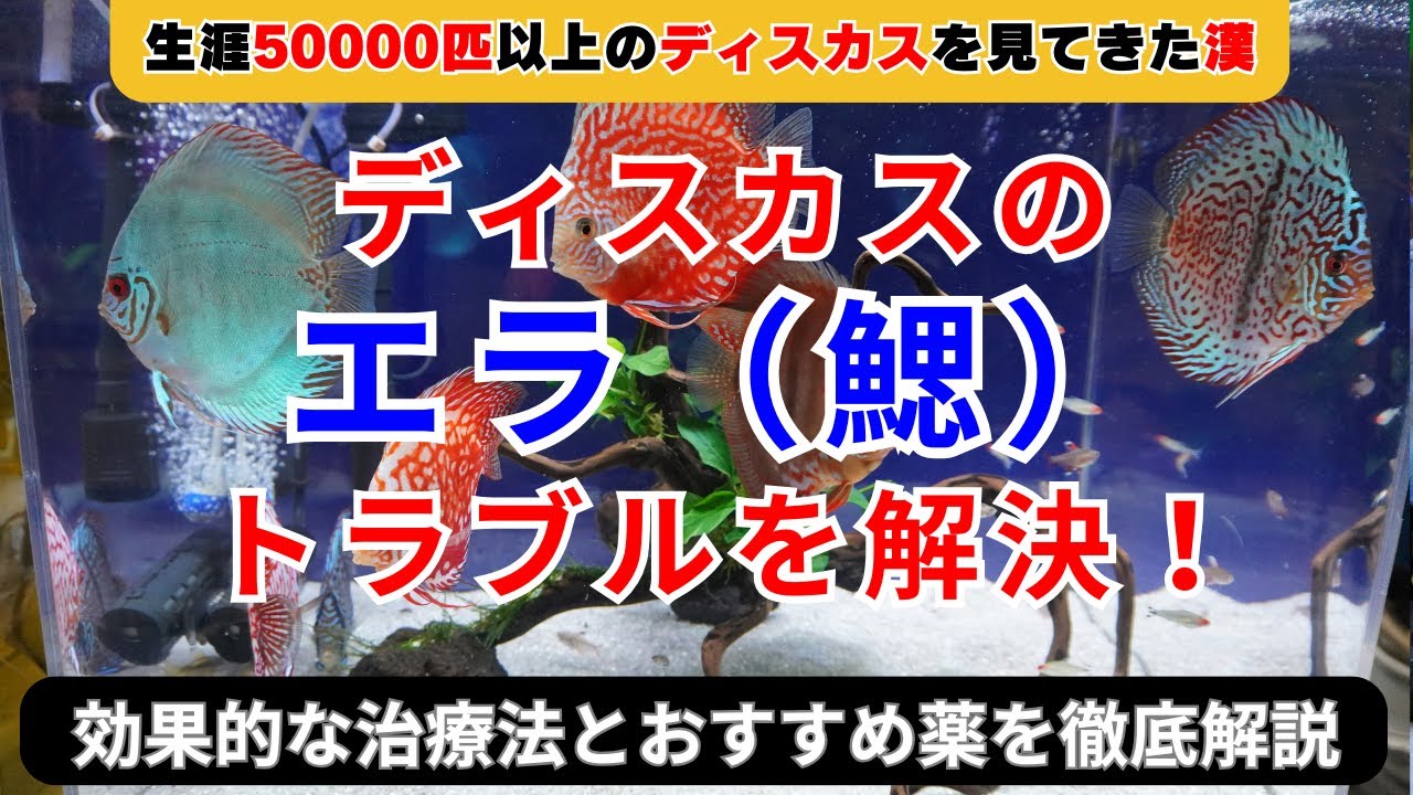 ディスカスのエラ（鰓）トラブルを解決！！熱帯魚のエラ病や片エラに効果的な治療法とおすすめ薬を徹底解説！ディスカスの病気は治せる。アクアリウムペットバルーン