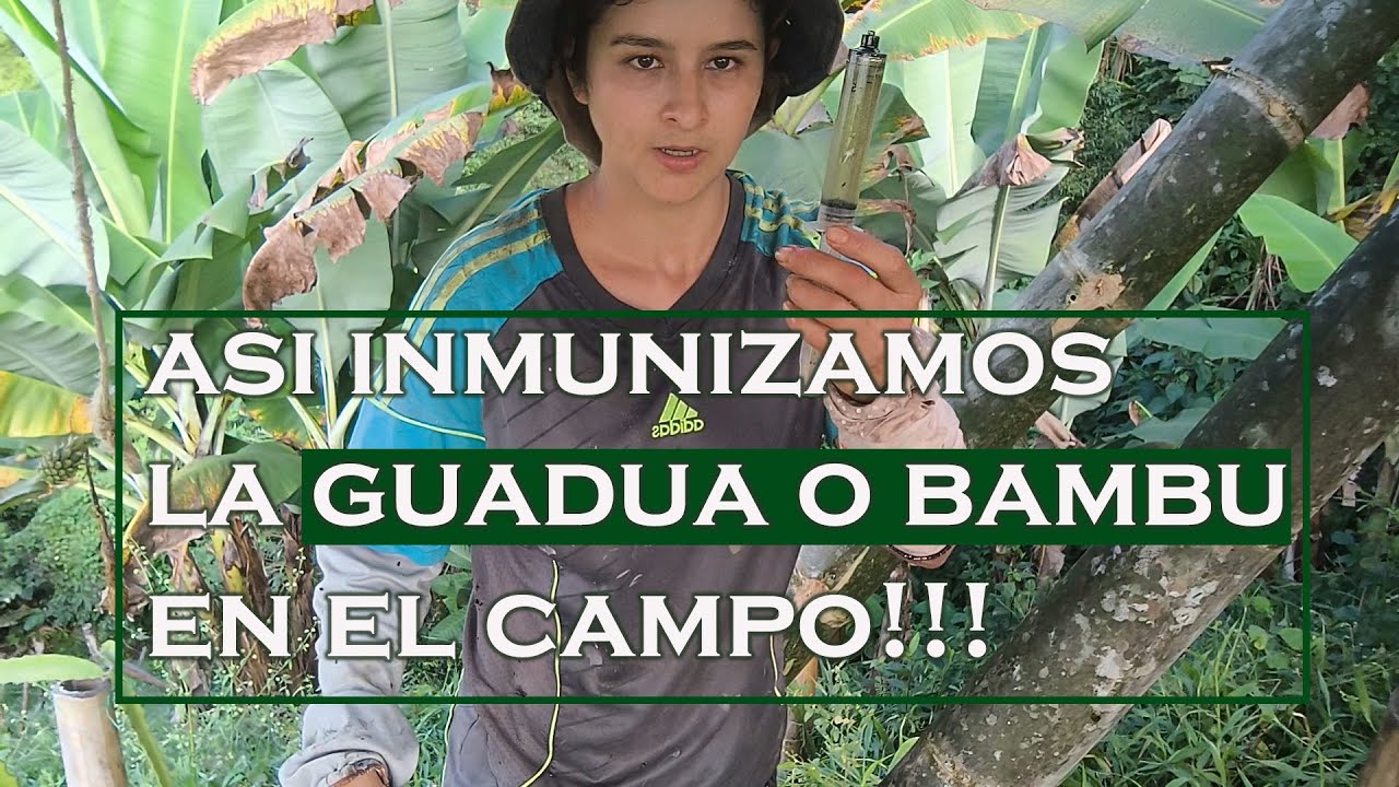 como inmunizar guadua o bambu!!