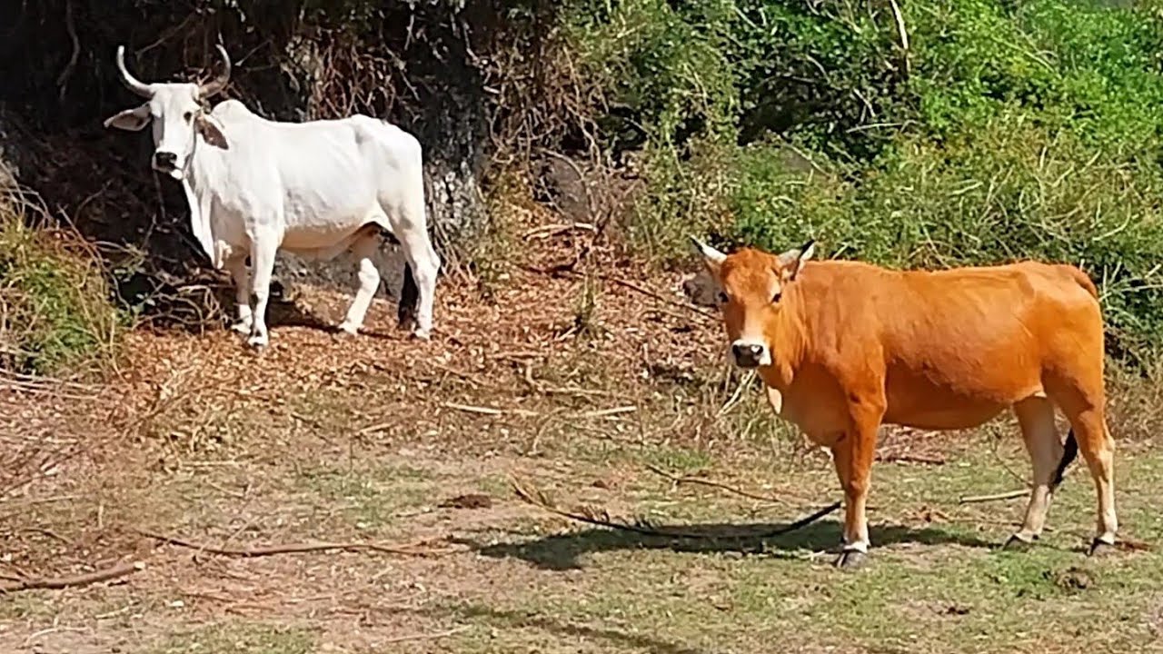 Lonely Heaven | Cow on Earth