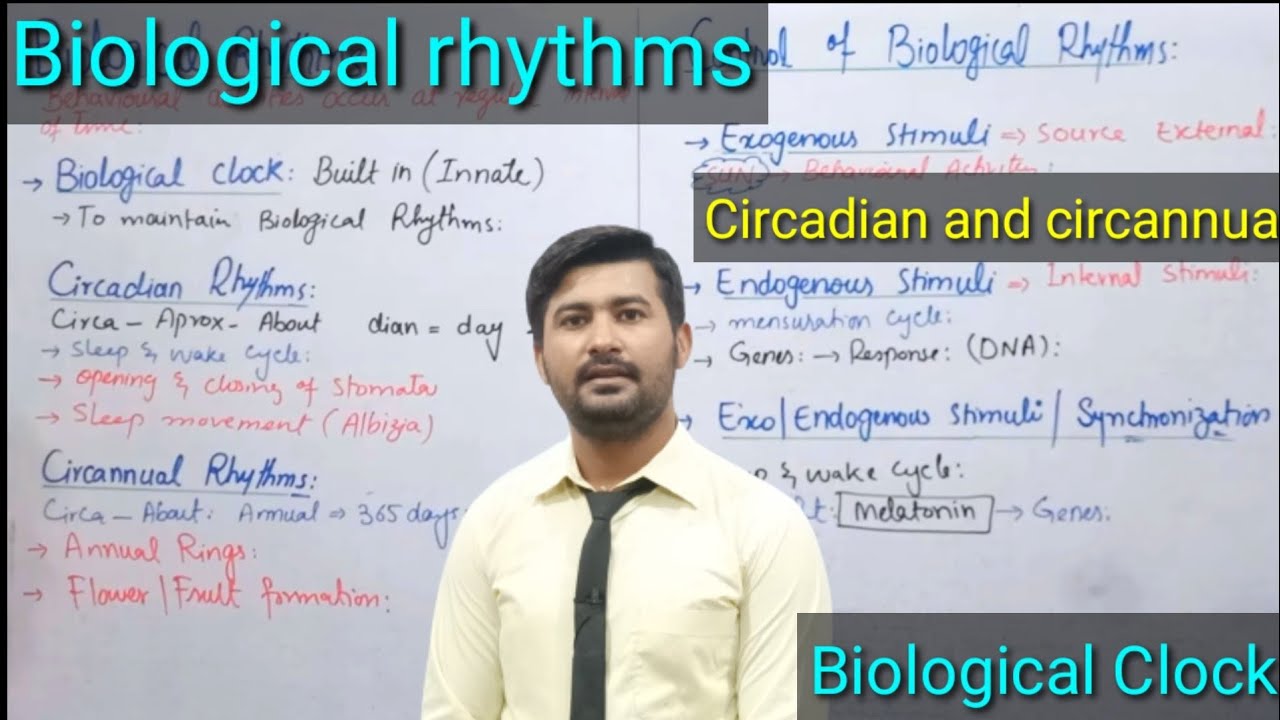 17.3 Biological Rhythms | Biological Clock | Circadian Rhythms | Circannual Rhythms | 12 Class