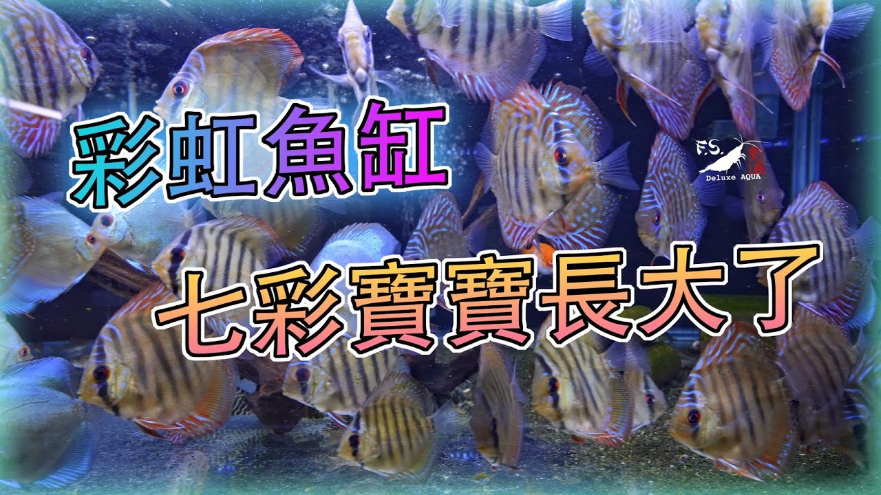 【水寵系列EP5】更新近況!七彩寶寶長大了! ｜七彩神仙繁殖｜飼養教學｜我只是個養蝦的