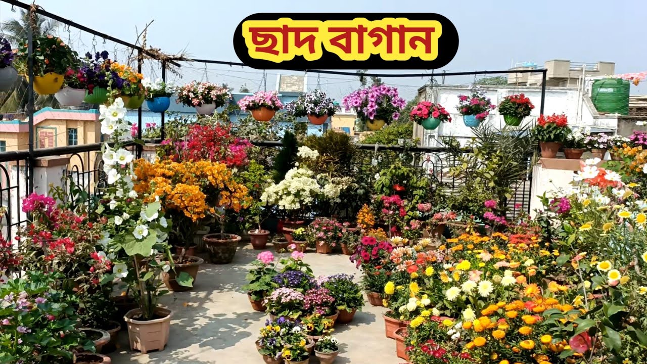 ছাদ বাগান তৈরী করুন। কিছু প্রয়োজনীয় টিপস।