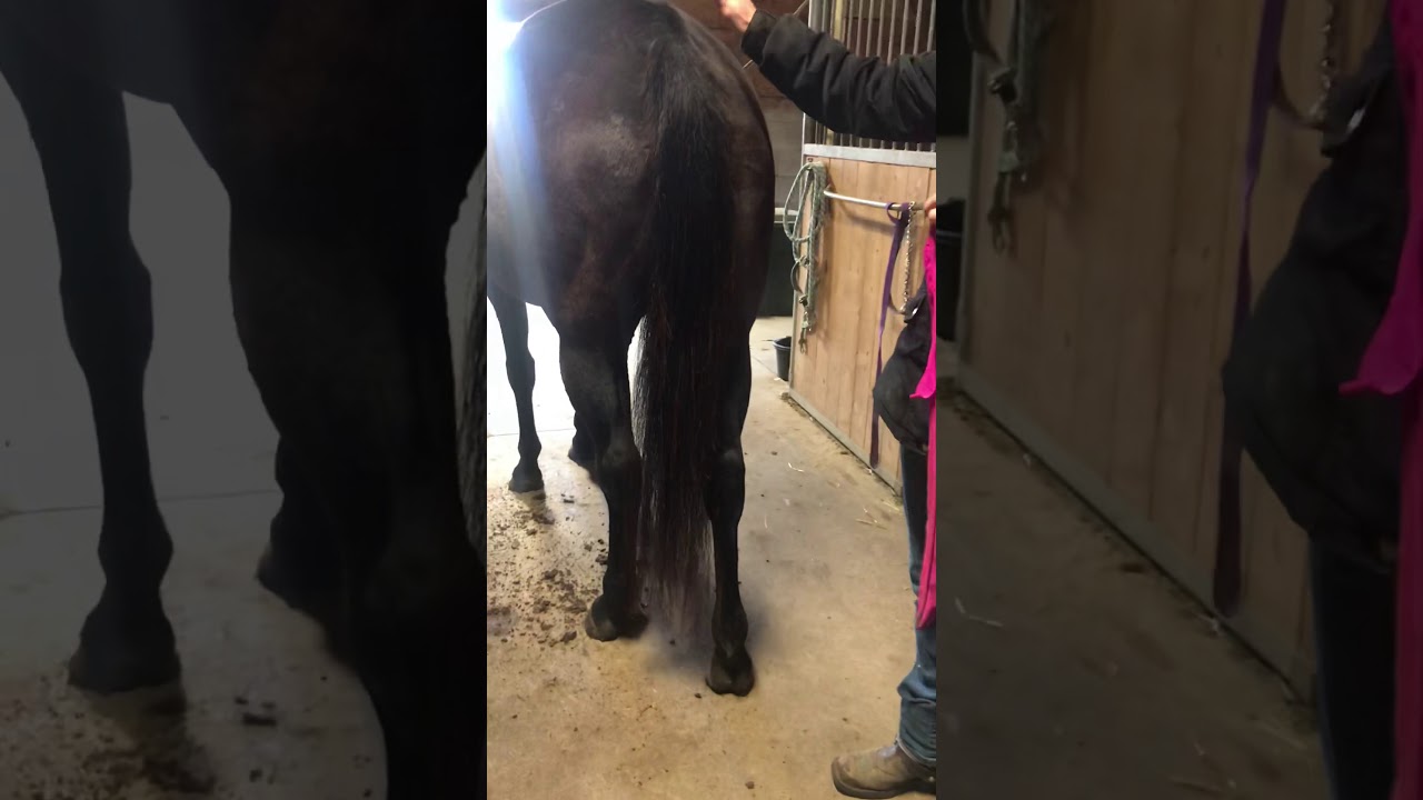 How to put a horse’s tail in a tail bag