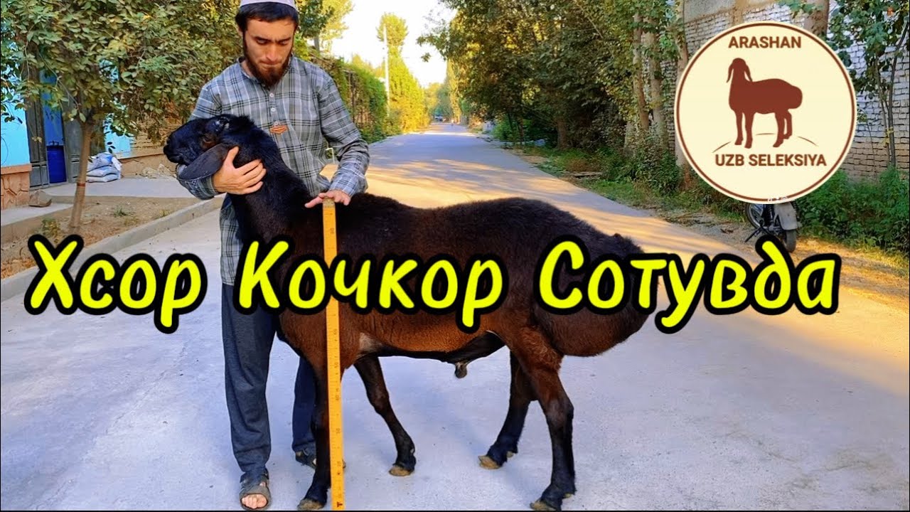Хсори Кочкор Сотувда🇺🇿 Мархаматда  +998979999698 #кой #гисар #2024 #trend