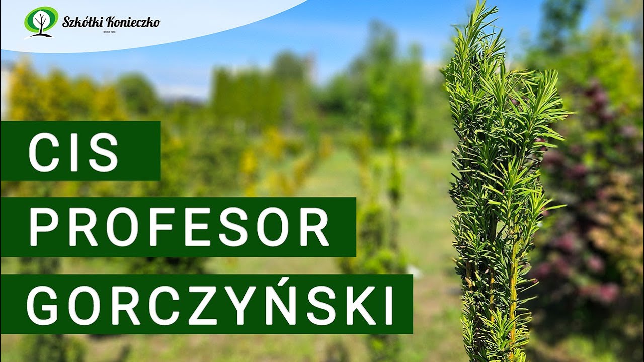 Cis pośredni 'Profesor Gorczyński' - Polska Odmiana Cisa
