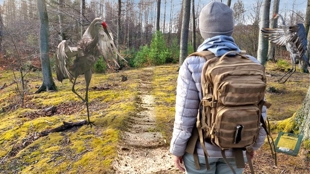 1 DÍA EN EL BOSQUE - CON RACIÓN DE CAMPO ÁRTICO NORUEGO