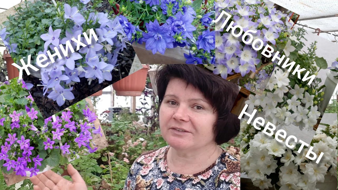 КАМПАНУЛЫ. Вам интересны их СЕКРЕТЫ 😉?