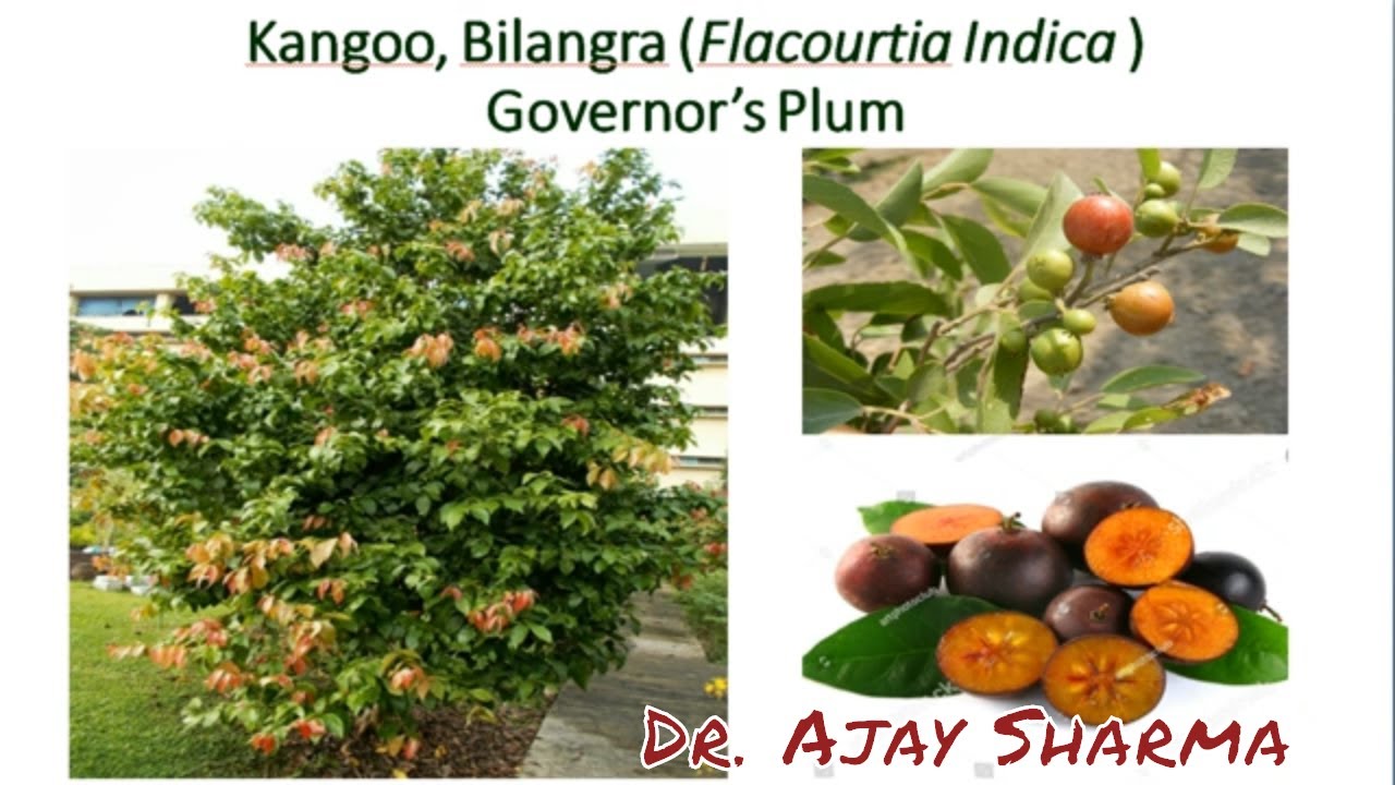 Health Benefits of Flacourtia indica/ Governor&rsquo;s Plum/ Kangoo/ Bilangra