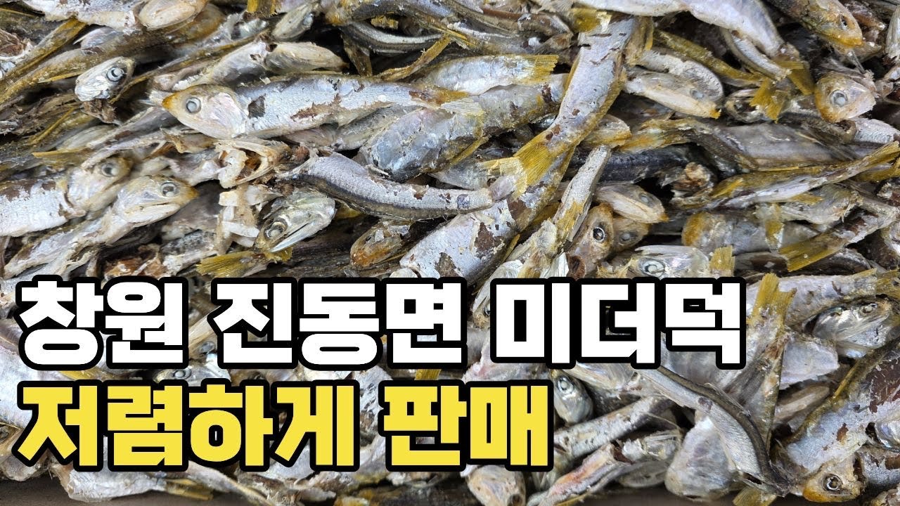 남해안 국산 햇곤어리(고노리) 저렴하게 판매합니다