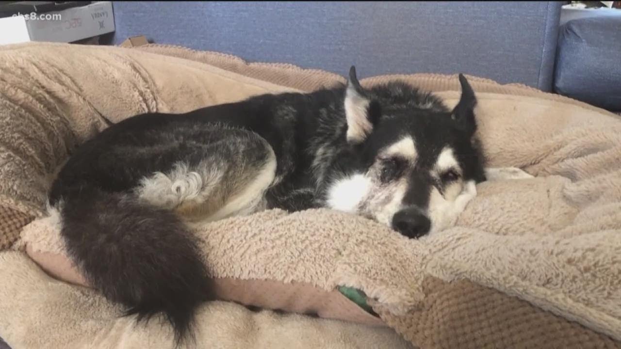News 8 producer's dog suffers rattlesnake bite | What to do if it happens to your pet