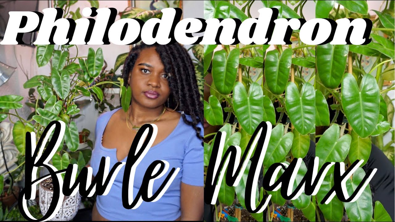 1 Year Philodendron Burle Marx Cutting Update