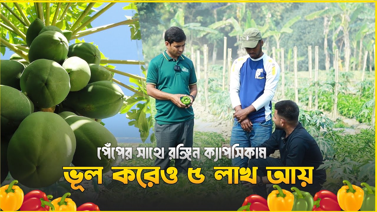 খোলা মাঠে রঙ্গিন ক্যাপসিকাম চাষ করে ৫ লাখ কি আসবে? রাজশাহী
