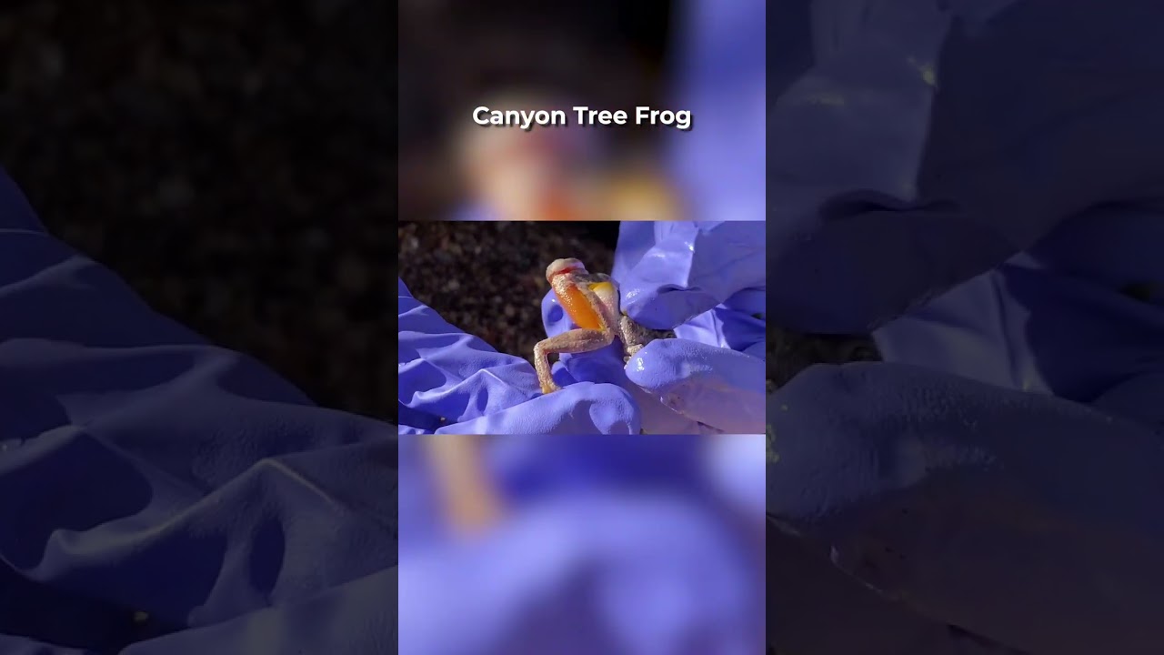 🐸 Frog Armor! Learn what the Canyon Tree #Frog secretes and how it helps them live in the desert