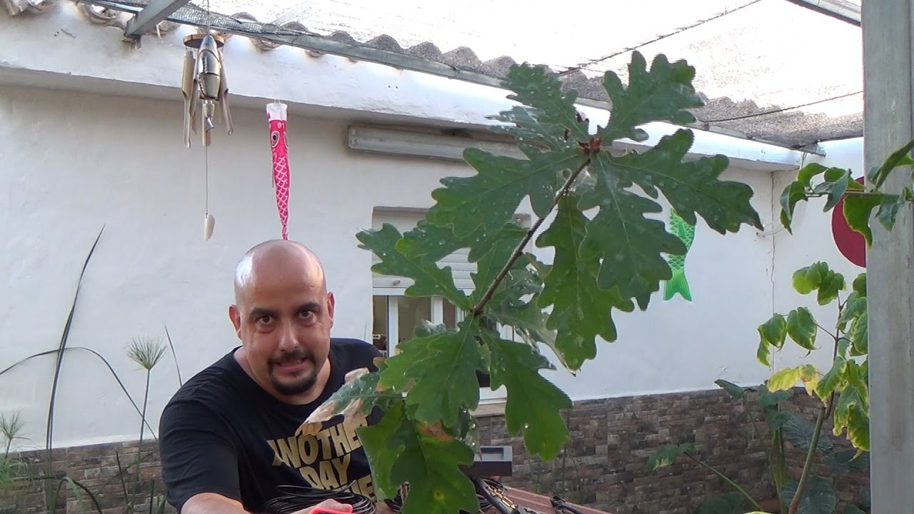 Bonsai Zero Roble - Quercus Robur