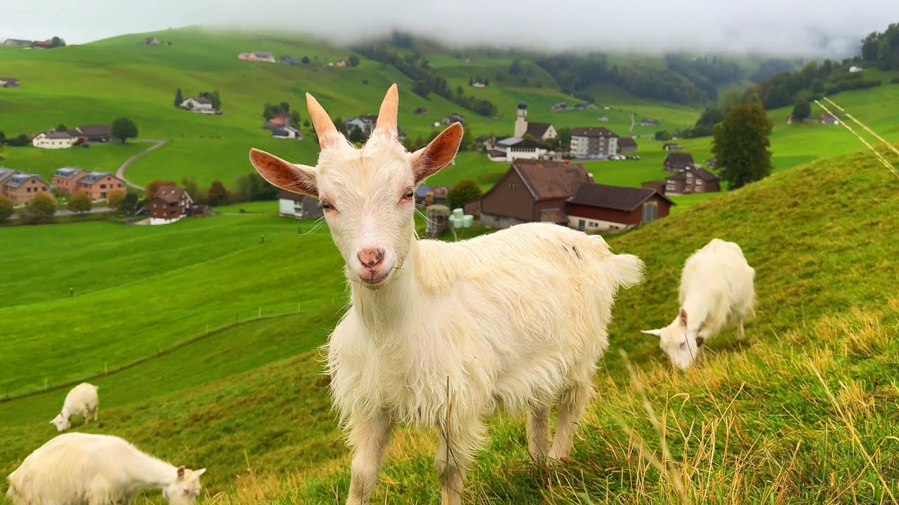 Life in Switzerland's Heavenly village - Relaxing walk in the most beautiful Swiss countryside