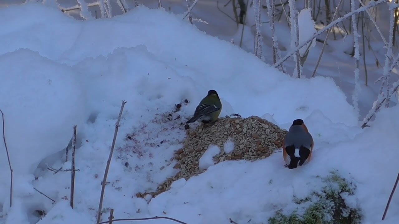 BULLFINCH, GREAT TIT AND MORE.... .  JANUARY 11. NORWAY. 