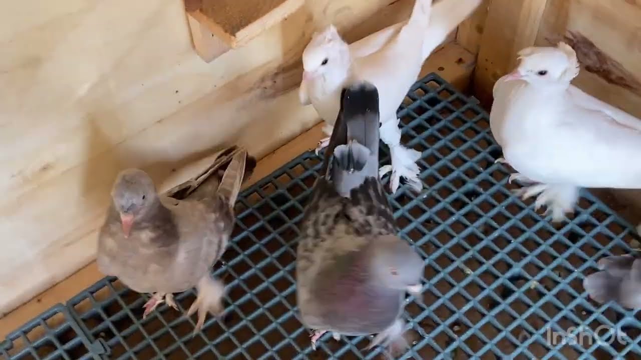 ÇOK MERAK EDİLEN YENİ BAŞLAYAN SABUNİ GÜVERCİNİMİZ TEKE UÇURMAYA BAŞLADIK...