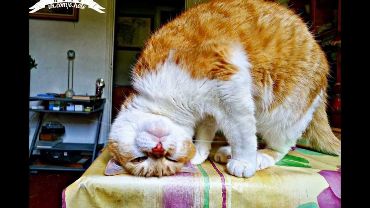 The Most Funny Cats 2013