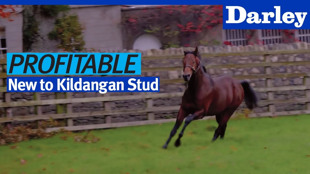 Profitable settles in at Kildangan Stud