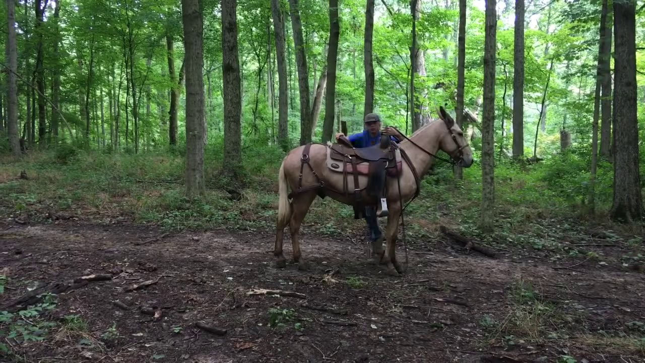 Lil Jon, nice palomino gaited mule for sale