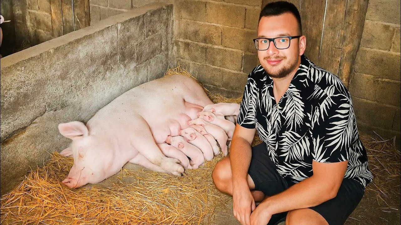 NAKON 2 GODINE DOČEKALI SMO PRAŠENJE KRMAČE! 🐷 *44 praseta* 
