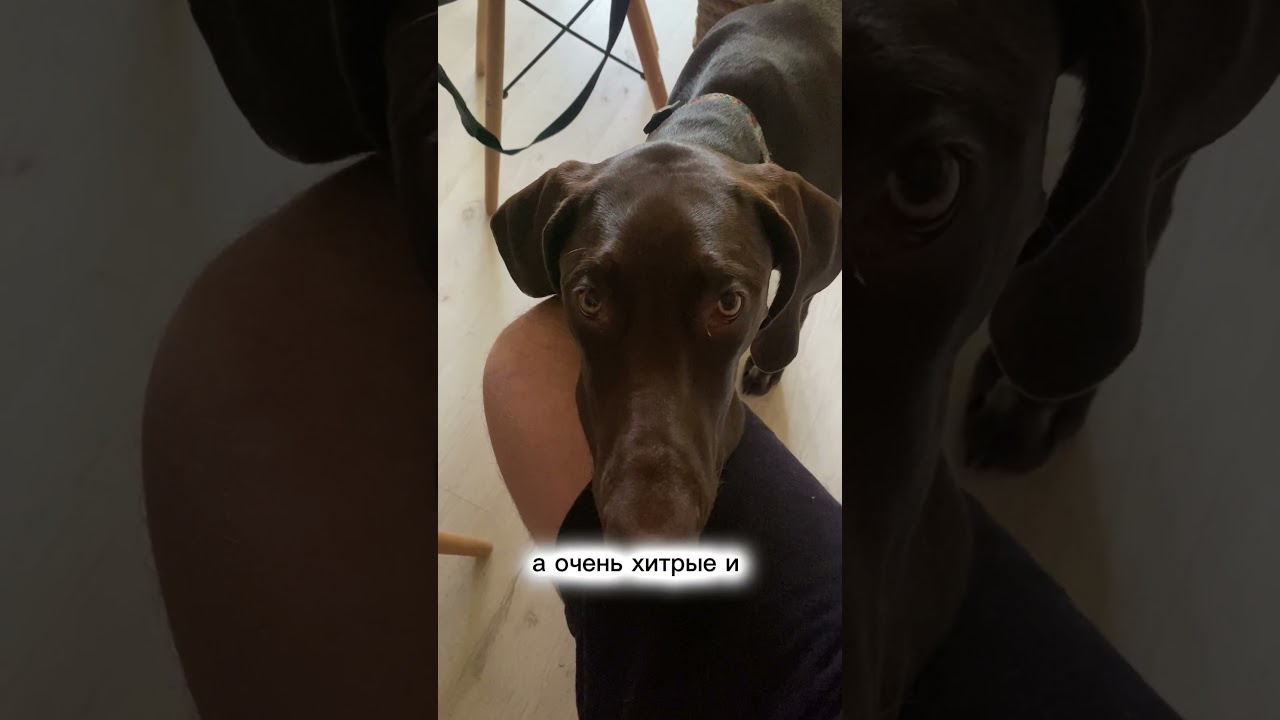 Выбери эту породу и не пожалеешь #курцхаар #дратхаар #собака #кинолог #породысобак #щенок #охота