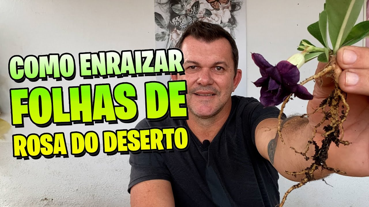 🌺[PASSO A PASSO] Como enraizar folhas de ROSA DO DESERTO  para florir rápido