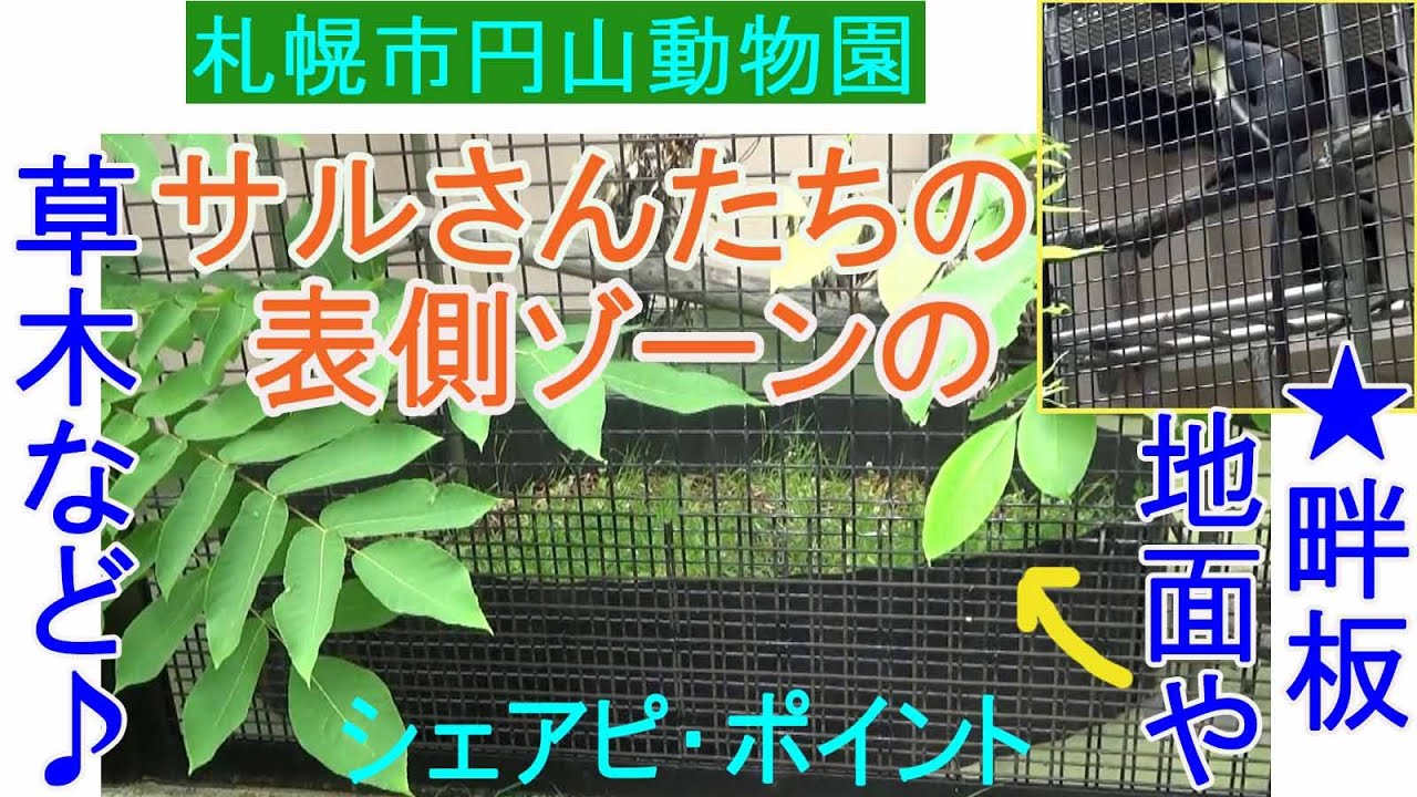 サルさんたちの表側ゾーンのシェアピ・ポイント★畔板地面や草木など★札幌市円山動物園★