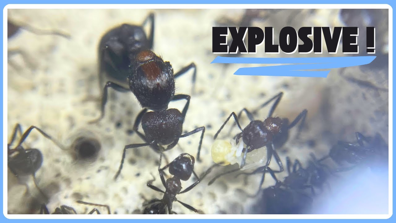 Suivi d'élevage en 6 min de mes fourmis Myrmicaria natalensis