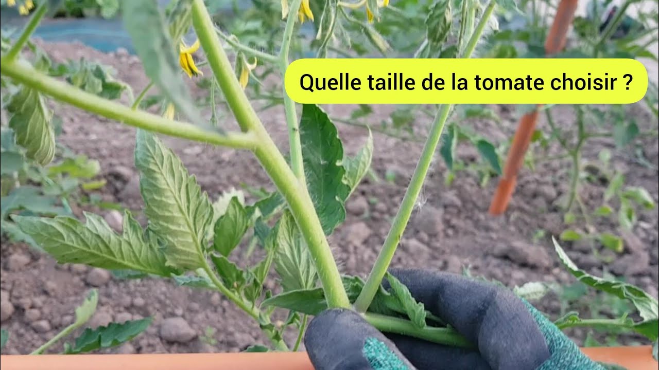 Les 4 différentes taille de la tomate, au choix  2023