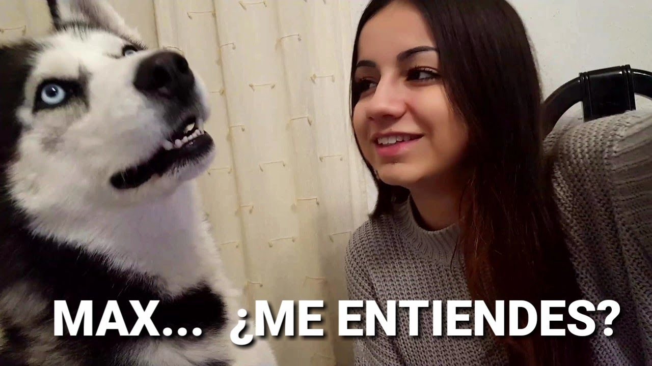 Como HABLA un perro🤣 con su dueña❤ ||Max the husky