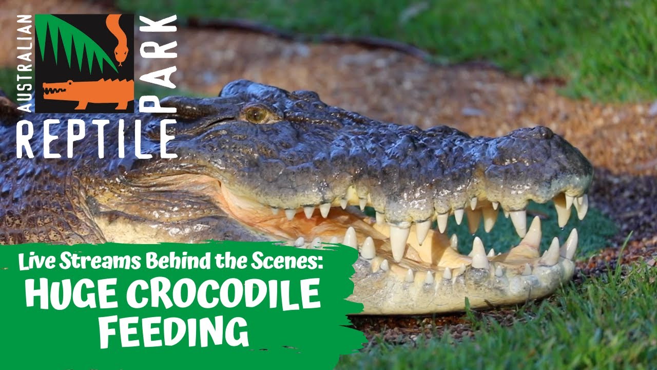 HUGE CROCODILE FEEDING (LIVE FOOTAGE) | AUSTRALIAN REPTILE PARK
