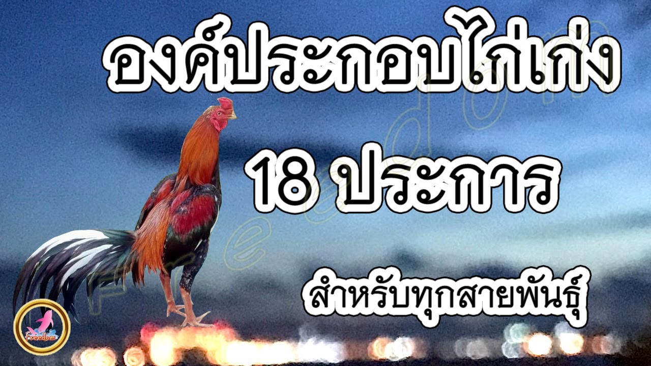 ความเป็นมาของไก่พื้นเมือง กับ ๑๘ ลักษณะไก่ที่ถือว่าสมบูรณ์แบบ !!!!
