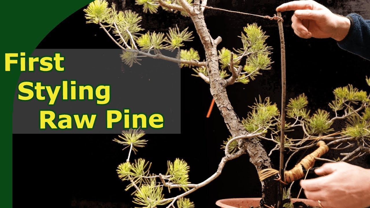 Transforming a collected Pine to a young bonsai (First Styling)