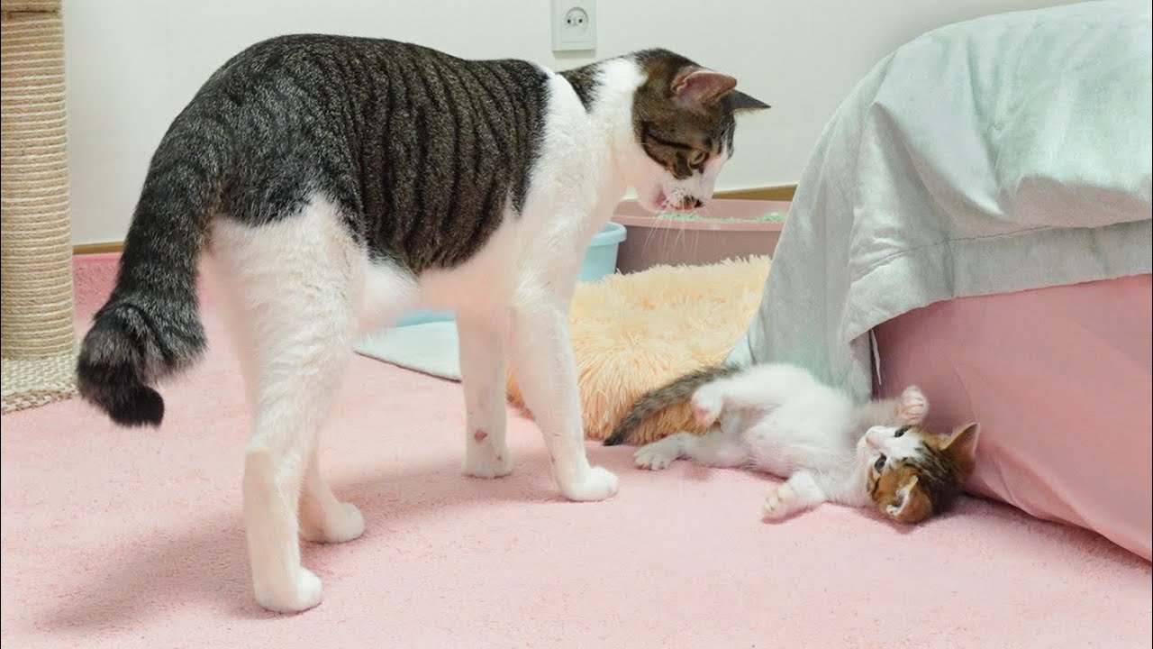 What Happens When the Rescued Kitten Provokes the Big Cat │ Episode.63