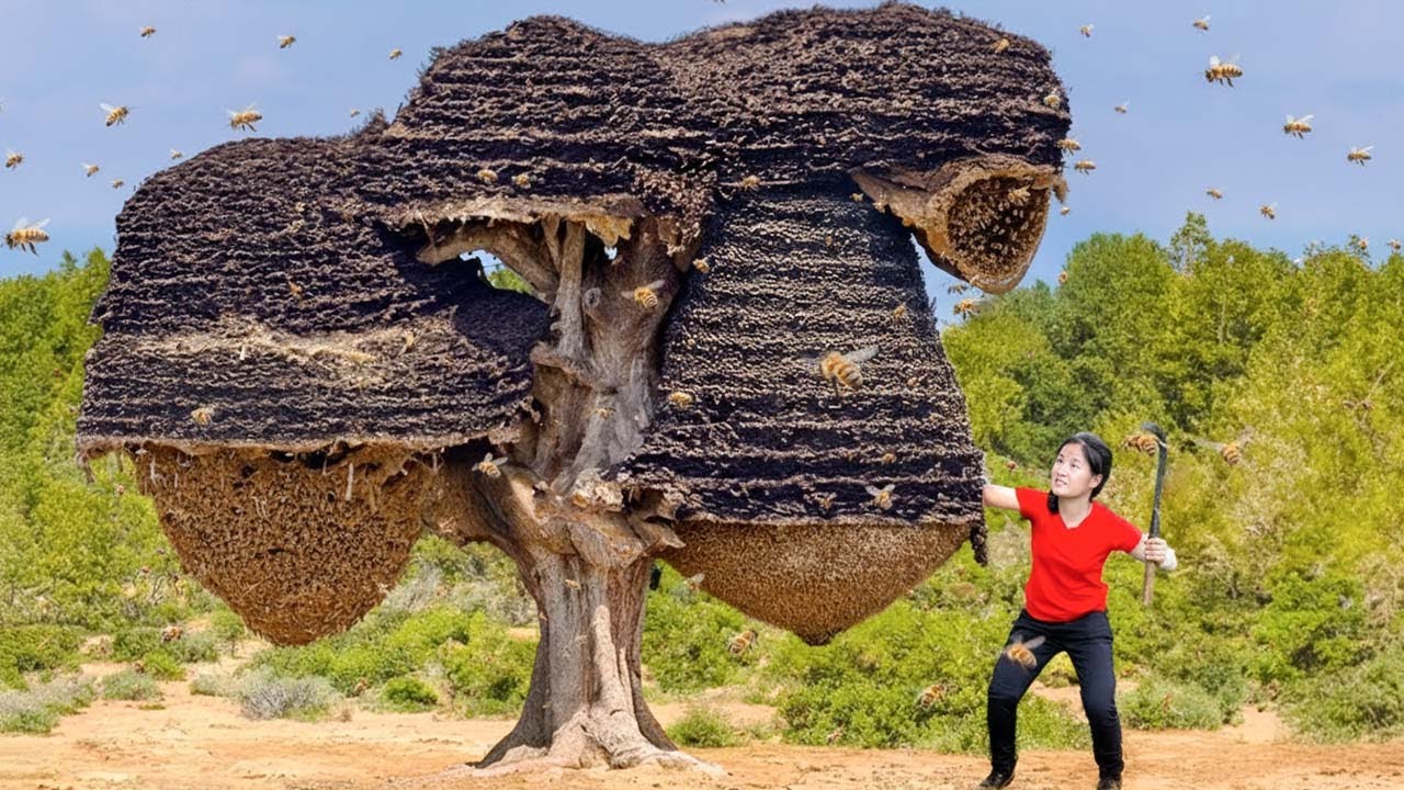 Harvesting Honey to Sell at the Market - Survival In The Rainforest | Tieu Tam Daily Life