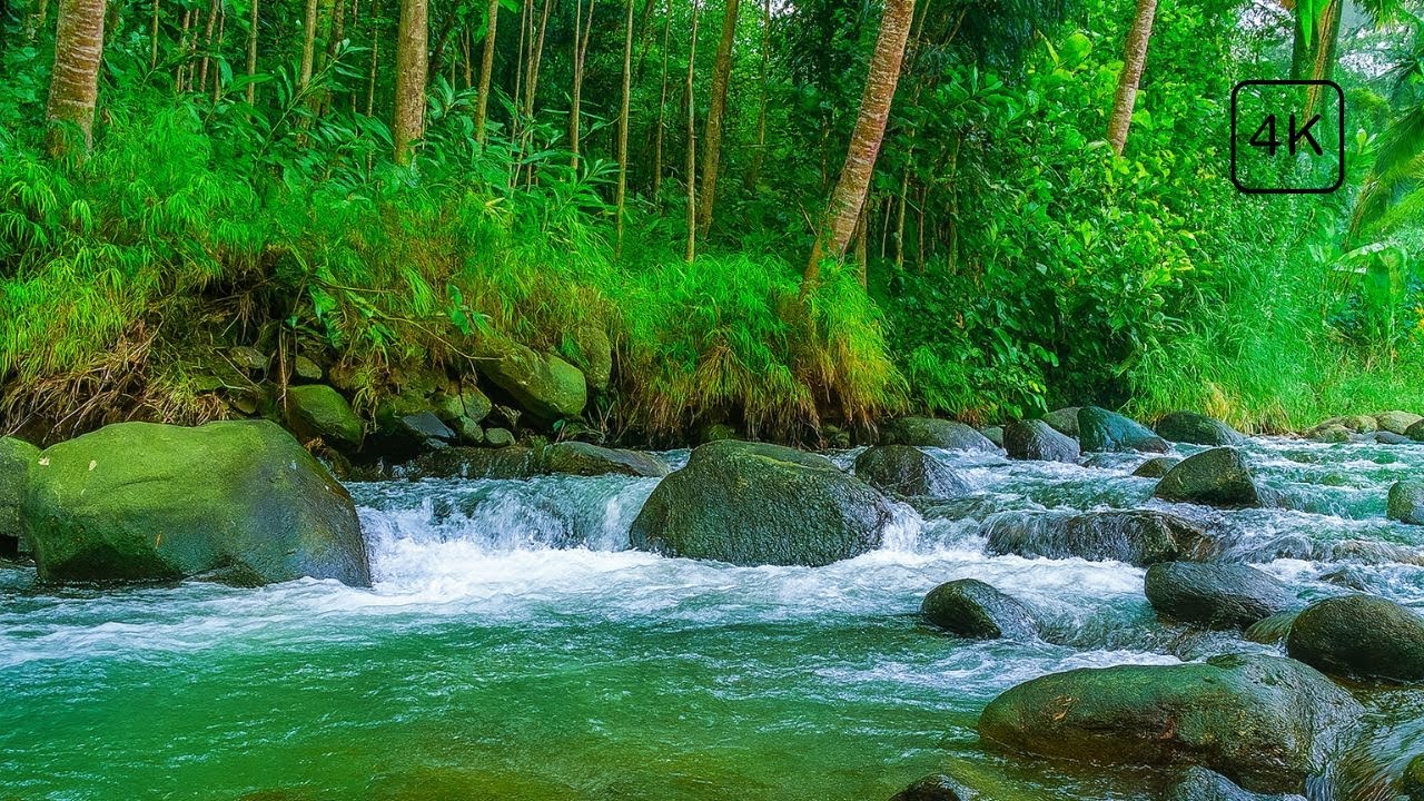 🔴 Live: Naturgeräusche – Fluss im Wald 🌲 | Schlafen, Fokus & Entspannung 24/7