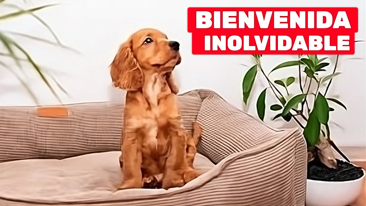Cómo Preparar la Casa para un Cachorro: Consejos para sus Primeros Días Inolvidables