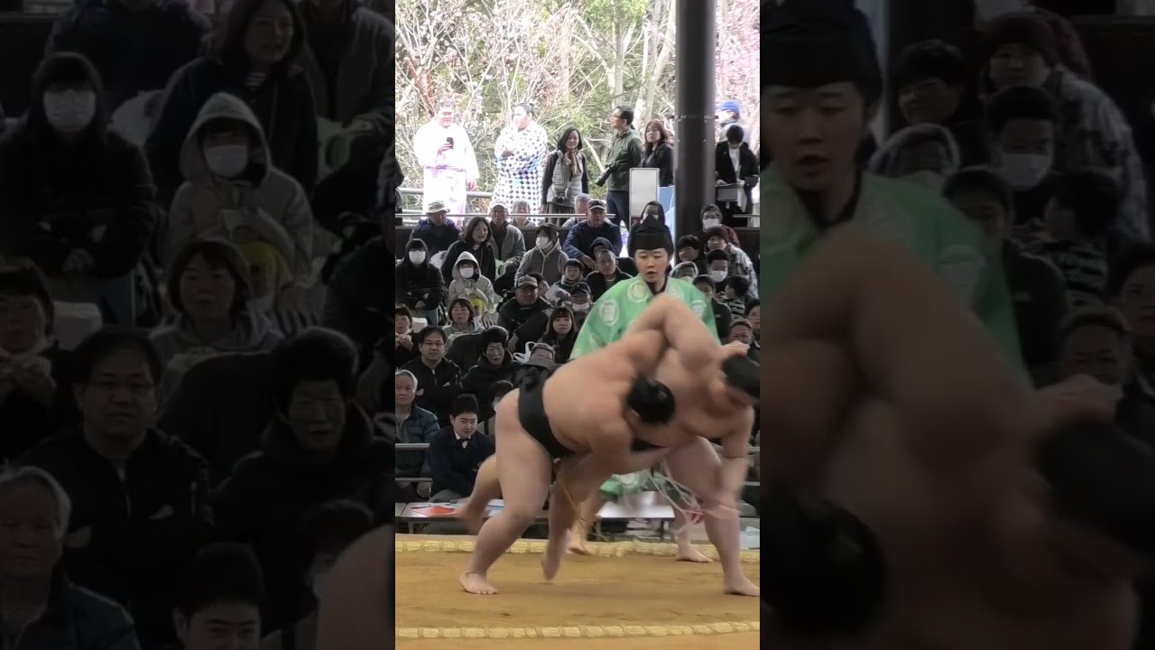 Rolled out of the Ring - Sumo at Ise Shrine 相撲 #shorts